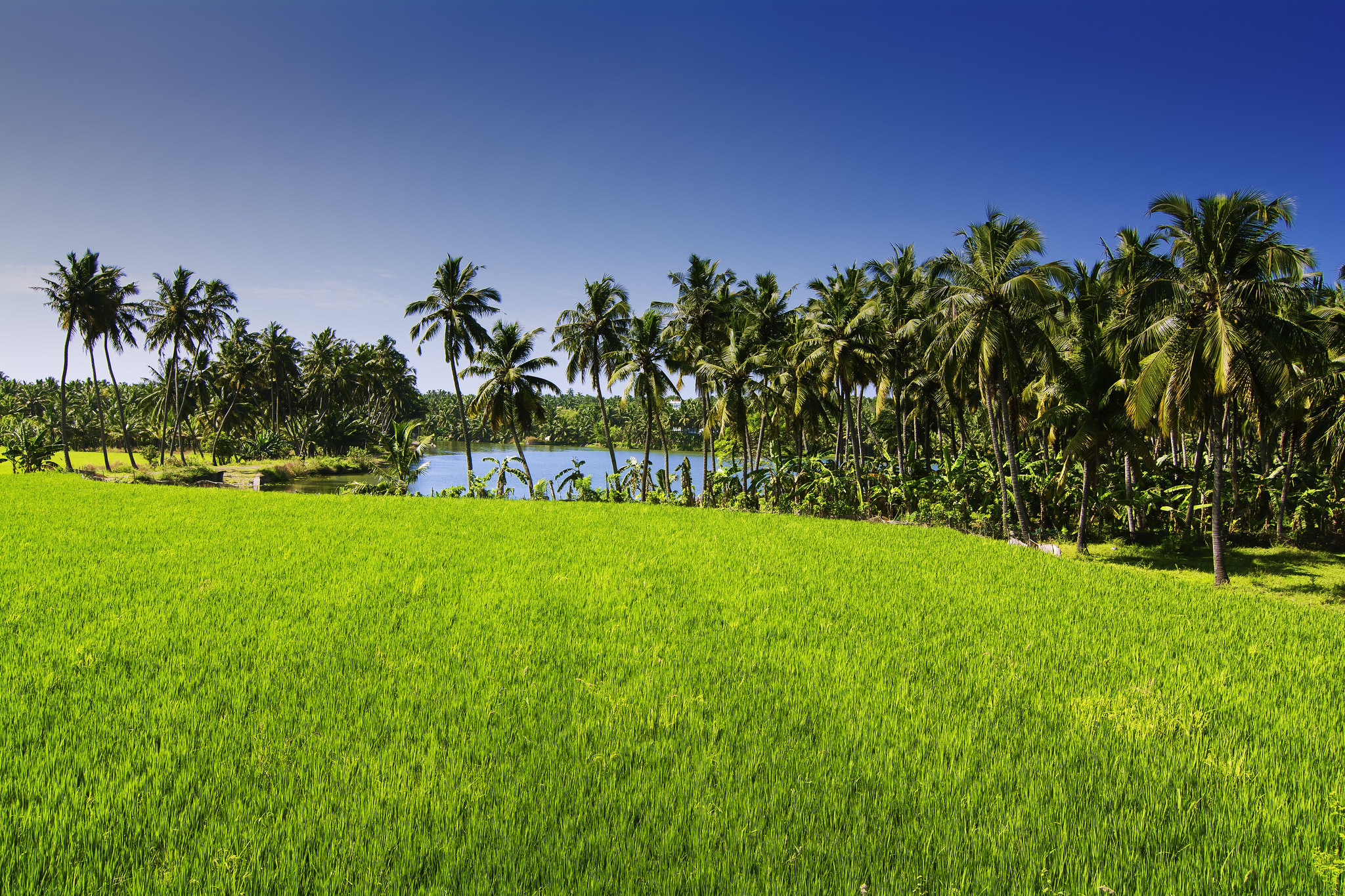 Paddy Farms