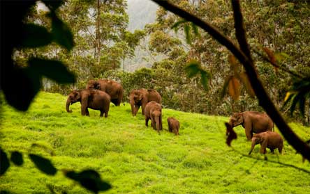 Cochin – Munnar – Thekkady – Alleppey(houseboat)- Cochin