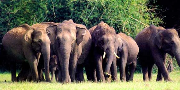 Thekkady Tourist spots