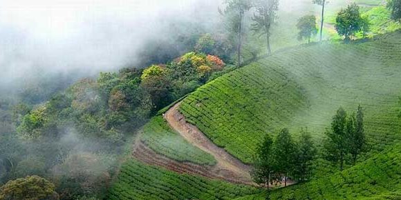 Cochin – Munnar – Thekkady – Cochin