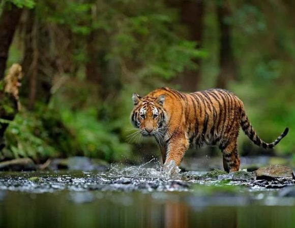 Kerala Wild Life Tourism